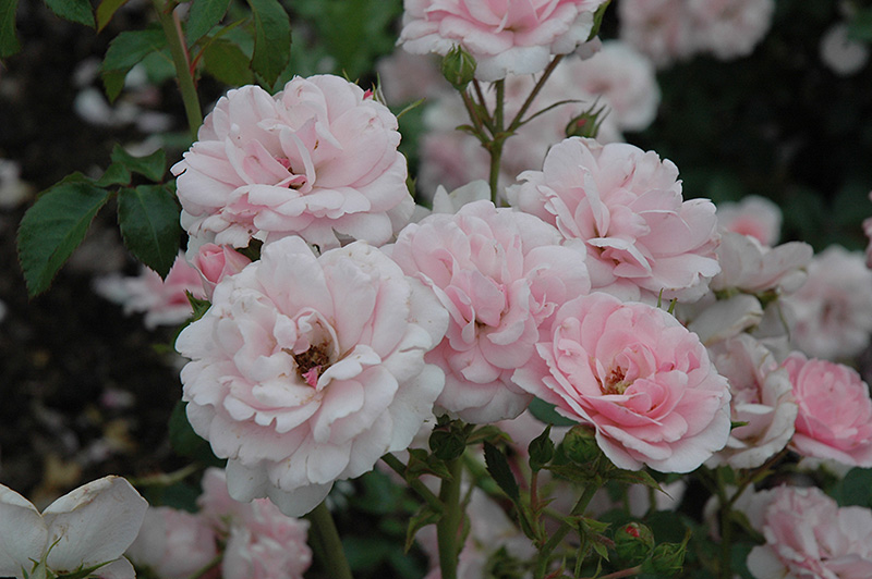 Bonica Rose (Rosa 'Meidomonac') at Squak Mountain Nursery