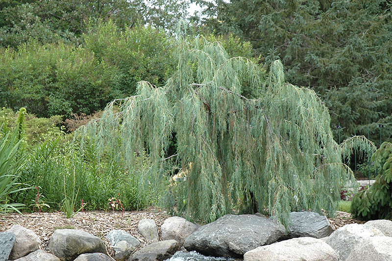 Tolleson's Weeping Juniper (Juniperus scopulorum 'Tolleson's Weeping') at Squak Mountain Nursery