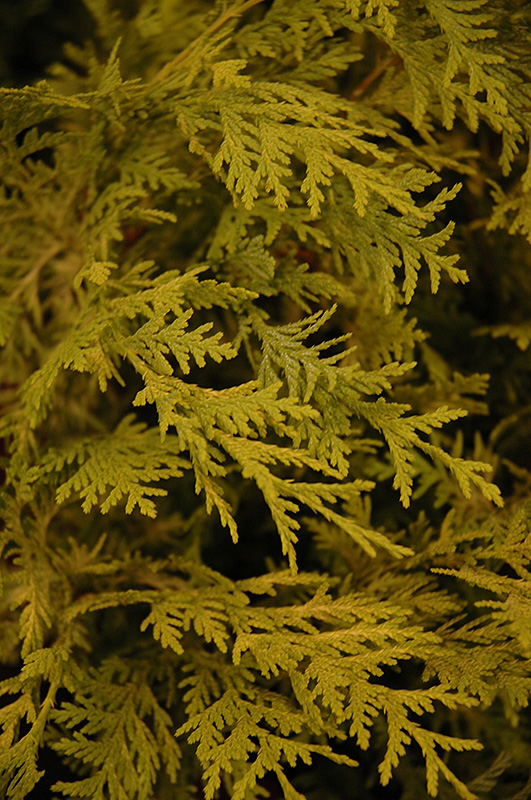Vintage Gold Dwarf Moss Falsecypress (Chamaecyparis pisifera 'Vintage Gold') at Squak Mountain Nursery