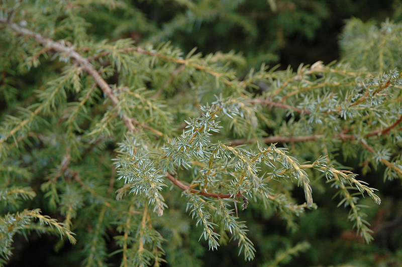 Common Juniper (Juniperus communis) in Issaquah Seattle 