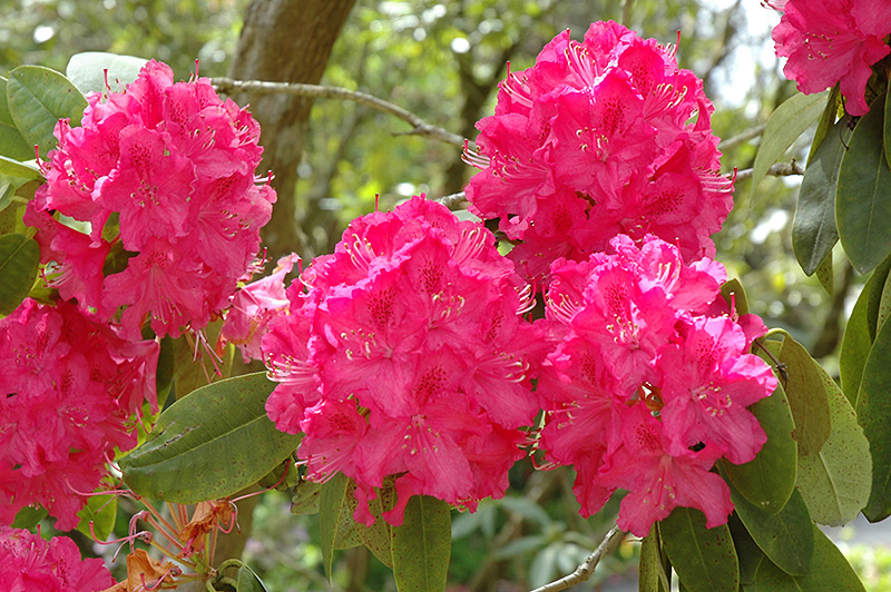 Cynthia Rhododendron (Rhododendron 'Cynthia') in Issaquah Seattle ...