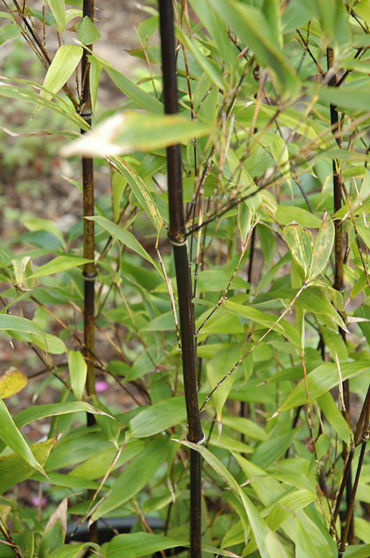 Punctata Black Bamboo (Phyllostachys nigra 'Punctata') at Squak Mountain Nursery