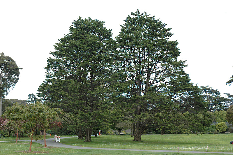 Monterey Cypress (Cupressus macrocarpa) at Squak Mountain Nursery
