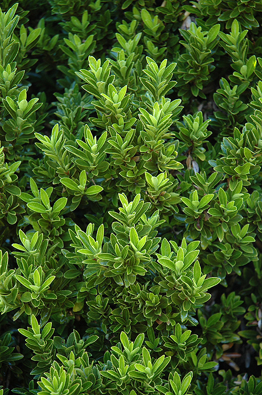 boxleaf euonymus euonymus japonicus 'microphyllus' in