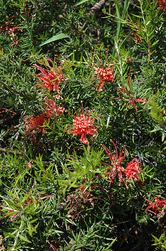 Juniper Leaf Grevillea (Grevillea juniperina) at Squak Mountain Nursery