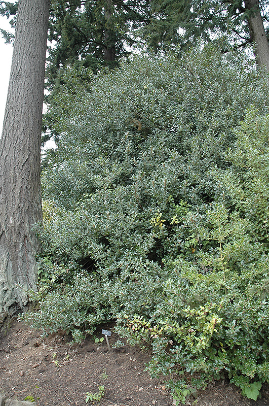 English Holly (Ilex aquifolium) at Squak Mountain Nursery