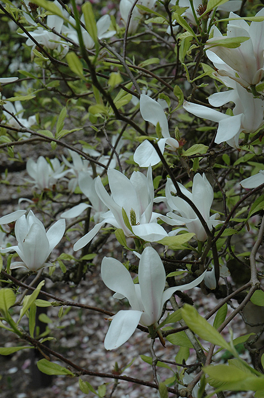 White Saucer Magnolia (Magnolia x soulangeana 'Alba') at Squak Mountain Nursery