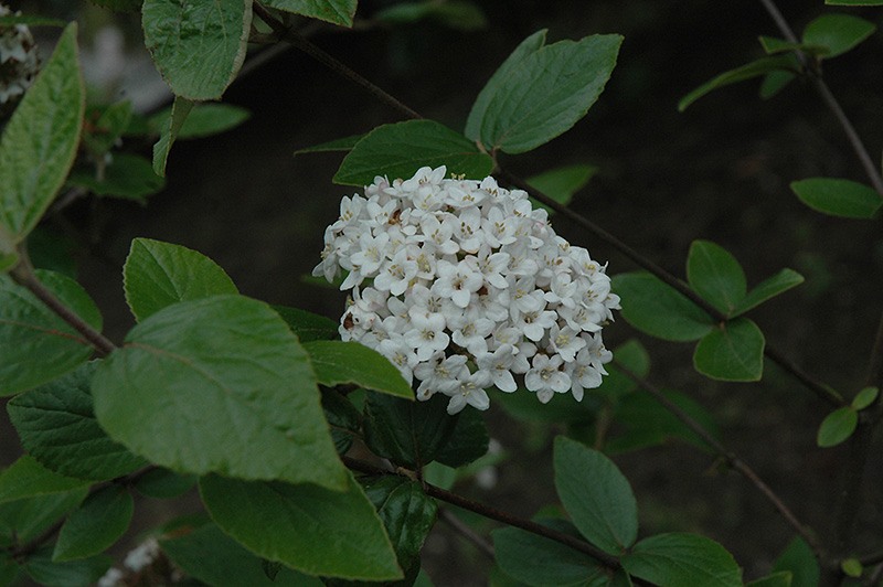 Chenault Viburnum (Viburnum x burkwoodii 'Chenaultii') at Squak Mountain Nursery