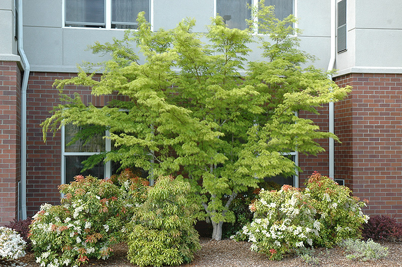 Seiryu Japanese Maple (Acer palmatum 'Seiryu') at Squak Mountain Nursery