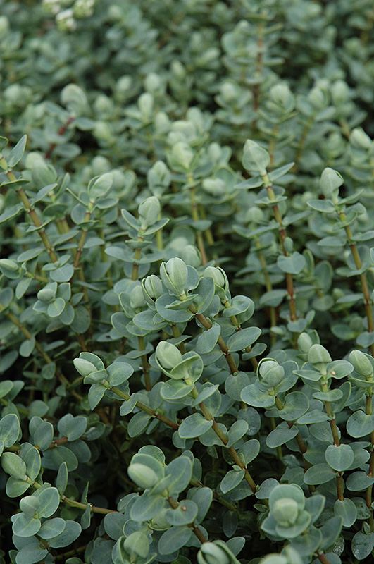 blue leafed hebe hebe glaucophylla in issaquah seattle