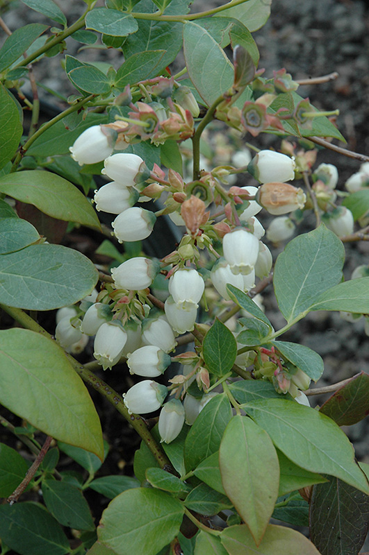 Berkeley Blueberry (Vaccinium corymbosum 'Berkeley') in Issaquah ...