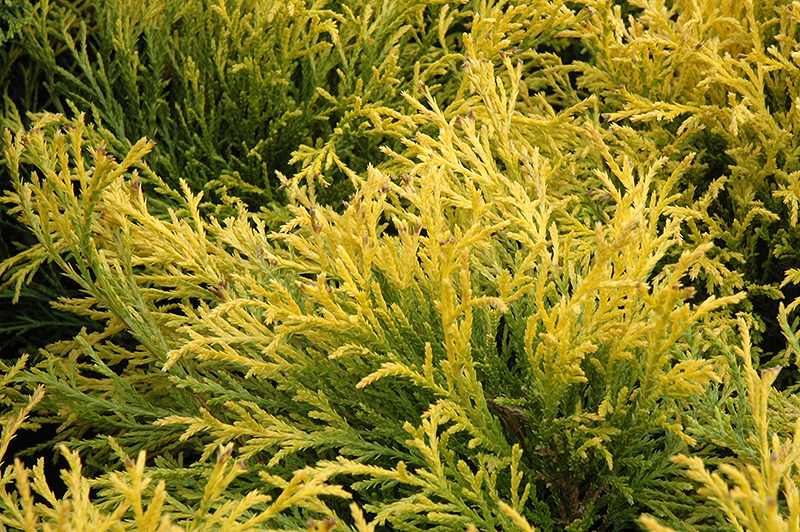 Golden Mop Falsecypress (Chamaecyparis pisifera 'Golden Mop') in ... Gold Mop Cypress