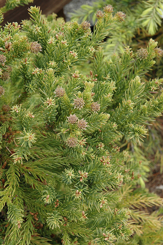 Black Dragon Japanese Cedar (Cryptomeria japonica 'Black Dragon') in ...