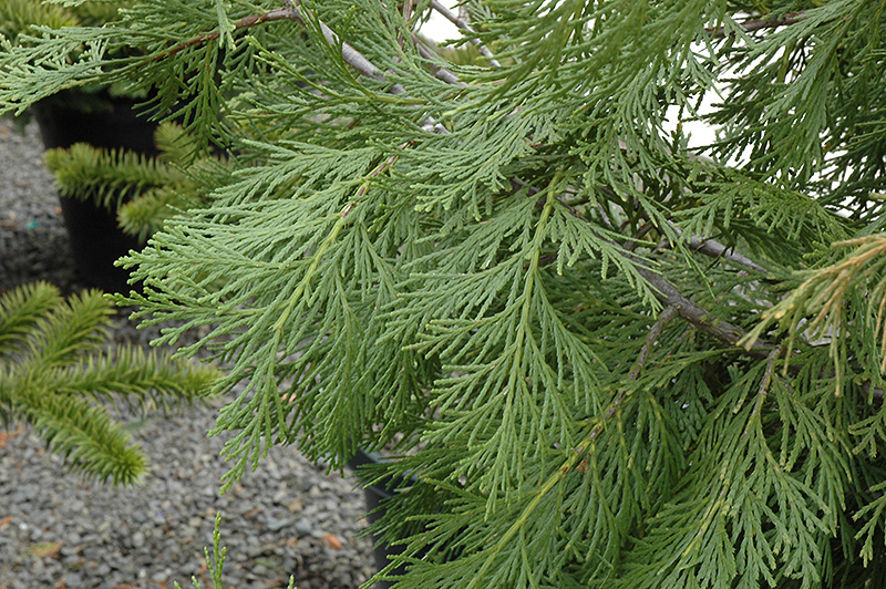 California Incense Cedar (Calocedrus decurrens) at Squak Mountain Nursery
