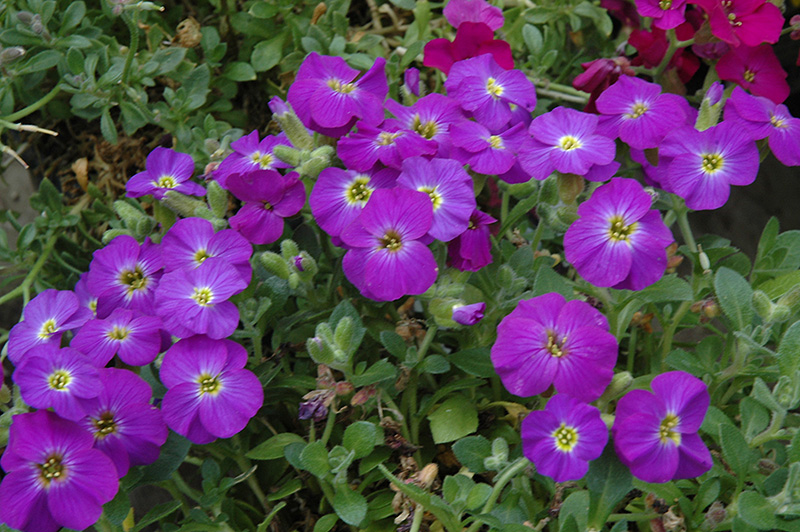 Axcent™ Violet With Eye Rock Cress (Aubrieta 'Axcent 