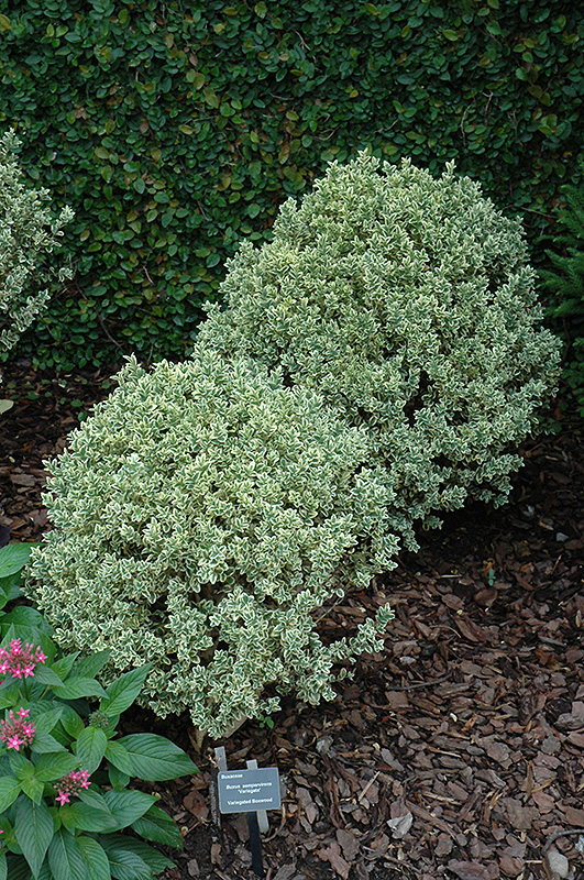 variegated boxwood buxus sempervirens 'variegata' in