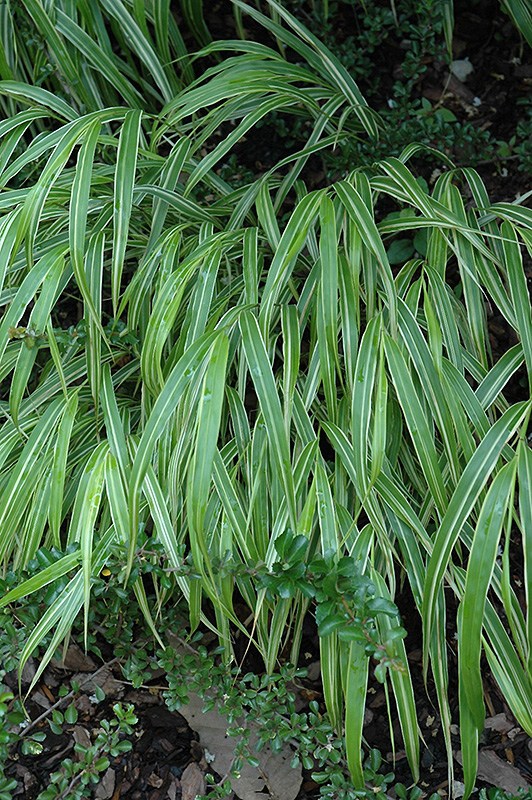 White Striped Hakone Grass (Hakonechloa macra 'Albo Striata') at Squak Mountain Nursery
