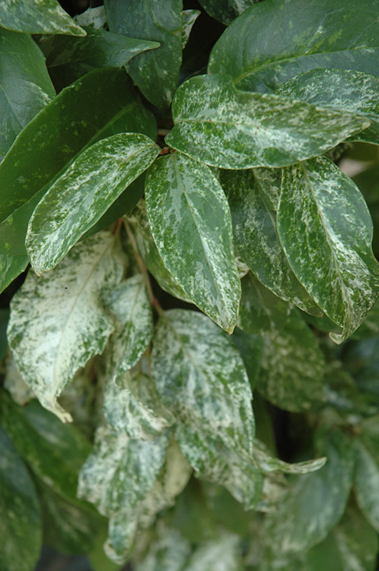 Chirimen Kadsura Vine (Kadsura japonica 'Chirimen') in Issaquah Seattle