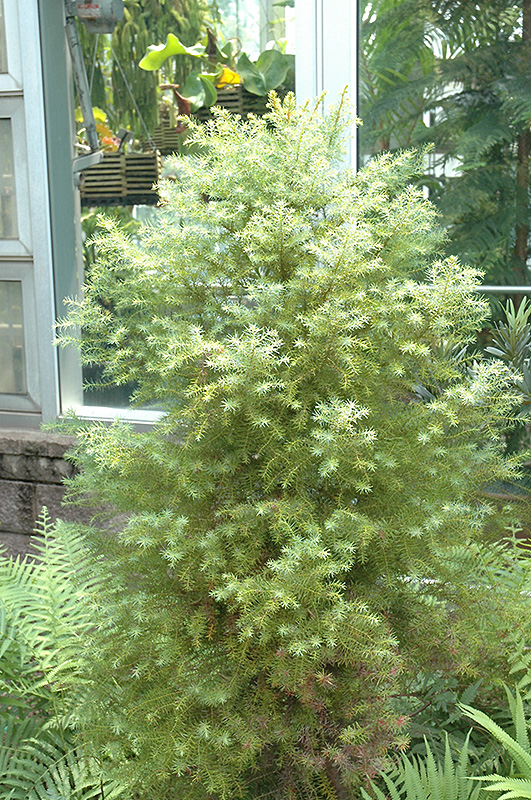 Golden Elegans Japanese Cedar (Cryptomeria japonica ...