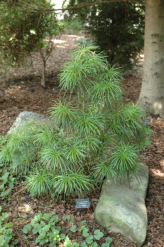 Mitsch Dwarf Umbrella Pine (Sciadopitys verticillata 'Mitsch Select