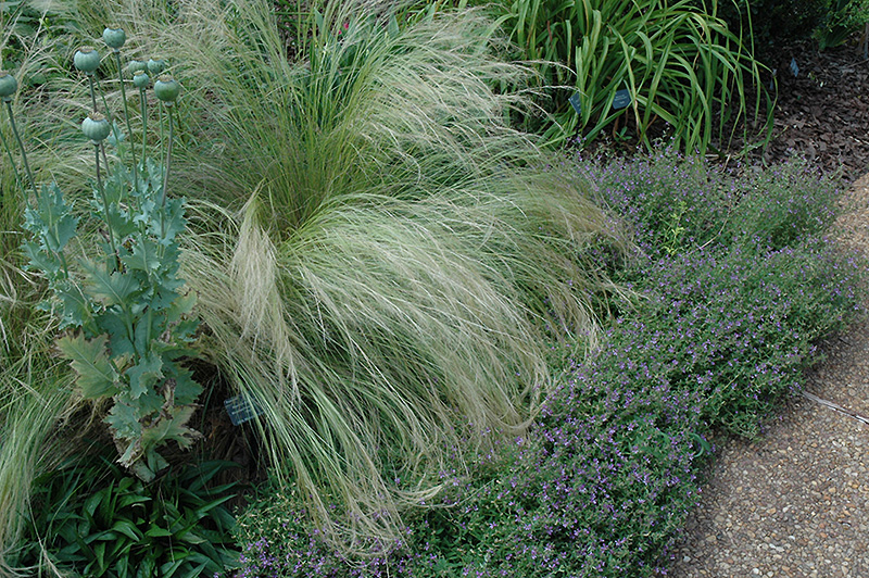Mexican Feather Grass (Nassella tenuissima) at Squak Mountain Nursery