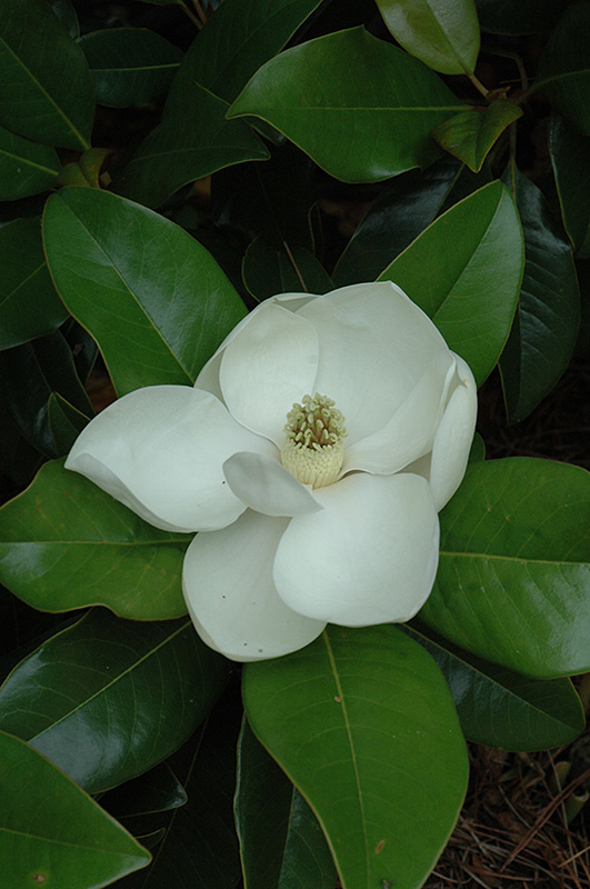 Edith Bogue Magnolia (Magnolia grandiflora 'Edith Bogue