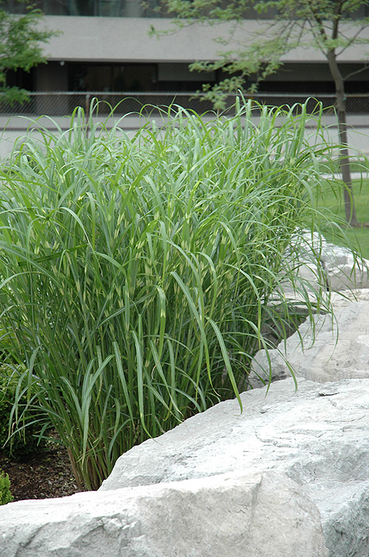 Zebra Grass (Miscanthus sinensis 'Zebrinus') at Squak Mountain Nursery