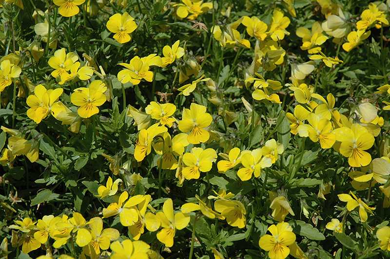 Endurio Pure Yellow Pansy (Viola cornuta 'Endurio Pure Yellow') at Squak Mountain Nursery