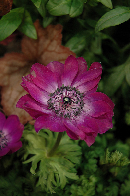 Harmony Orchid Anemone (Anemone 'Harmony Orchid') in 