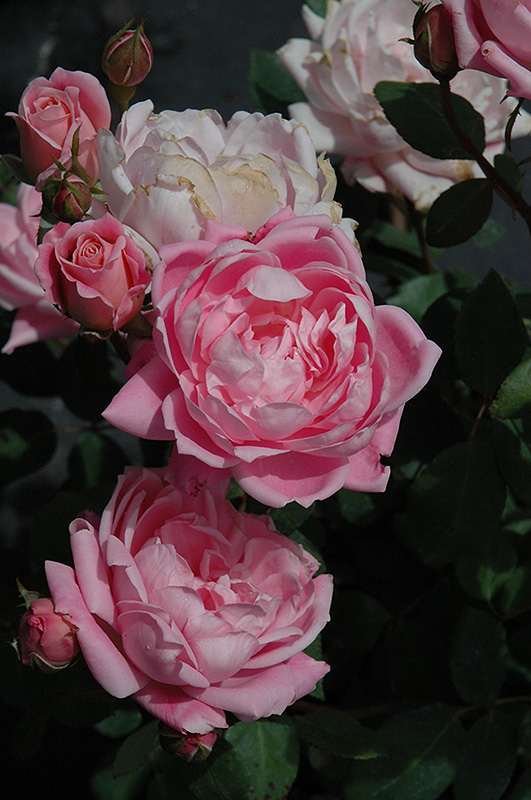 Bubble Double™ Rose (Rosa 'Radnov') in Issaquah Seattle Bellevue