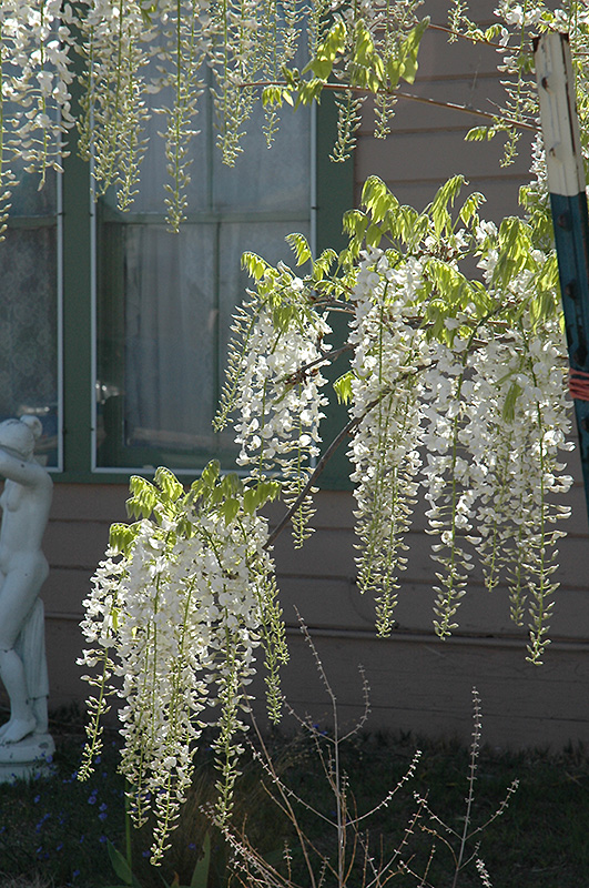 White Chinese Wisteria (Wisteria sinensis 'Alba') in 