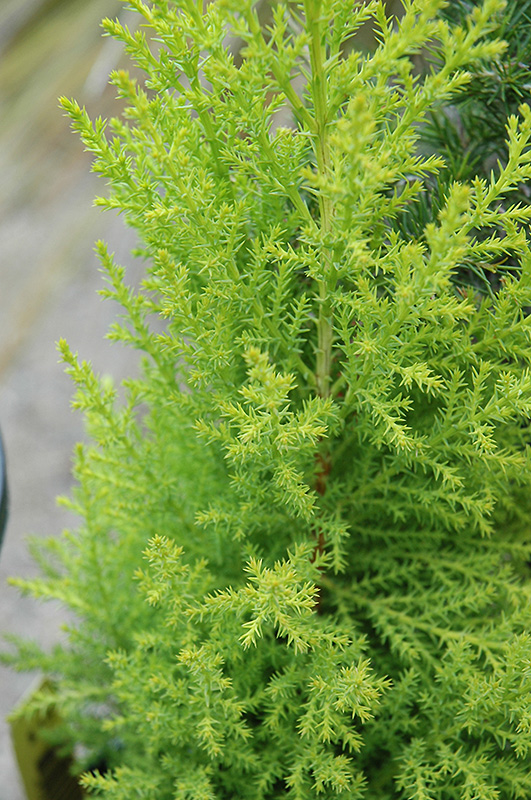 Wilma Goldcrest Monterey Cypress (Cupressus macrocarpa 