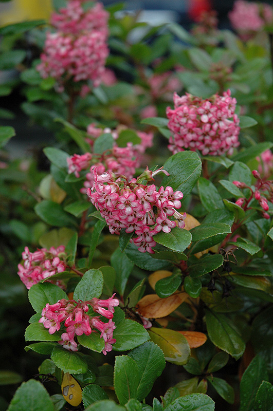 Newport Dwarf Escallonia (Escallonia 'Newport Dwarf') in Issaquah