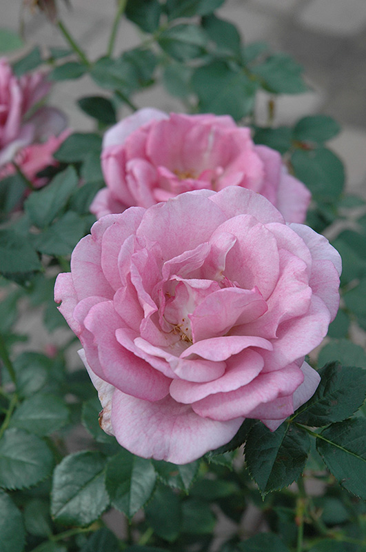 Enchanted Evening Rose (Rosa 'Enchanted Evening') in 