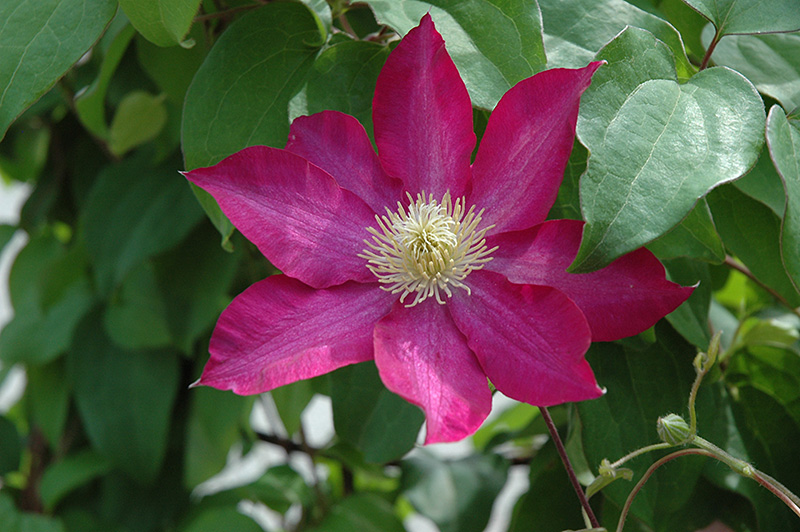 Клематис pink champagne фото