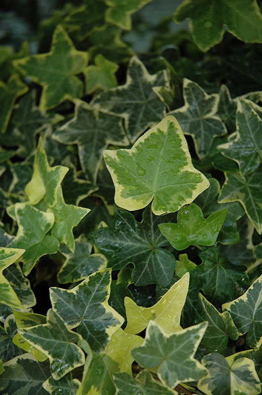 Gold Child Ivy (Hedera helix 'Gold Child') at Squak Mountain Nursery