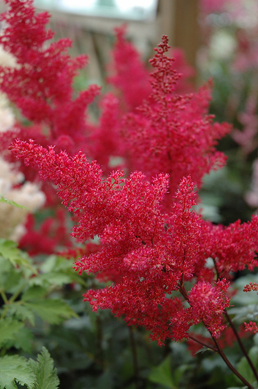 Montgomery Japanese Astilbe (Astilbe japonica 'Montgomery') at Squak Mountain Nursery