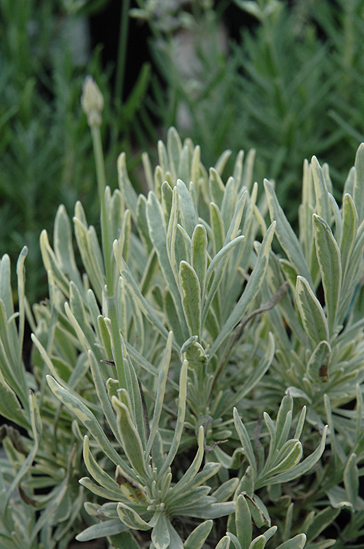 Silver Edge Lavender (Lavandula angustifolia 'Silver Edge') at Squak Mountain Nursery