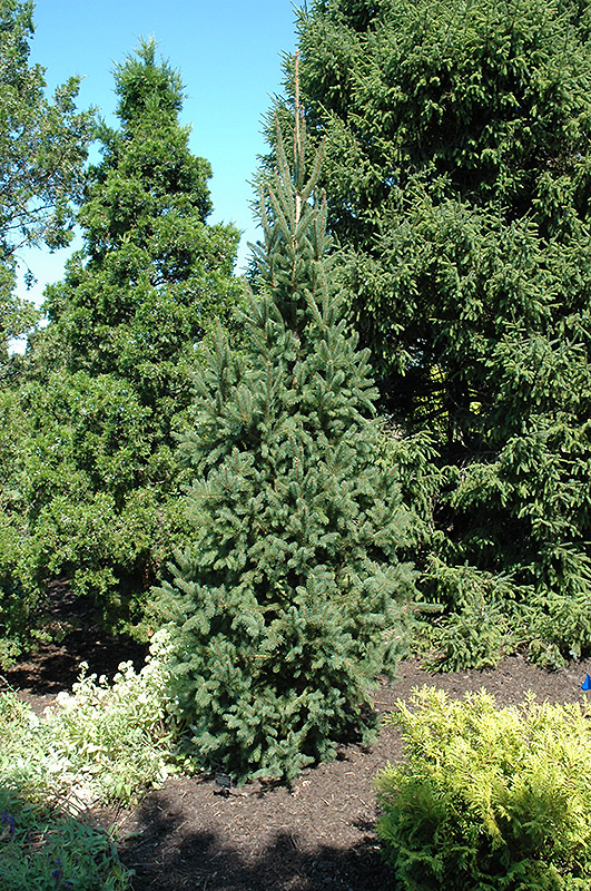 Columnar Norway Spruce (Picea abies 'Cupressina') at Squak Mountain Nursery