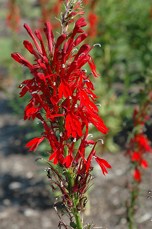 Cardinal Flower (Lobelia cardinalis) in Issaquah Seattle