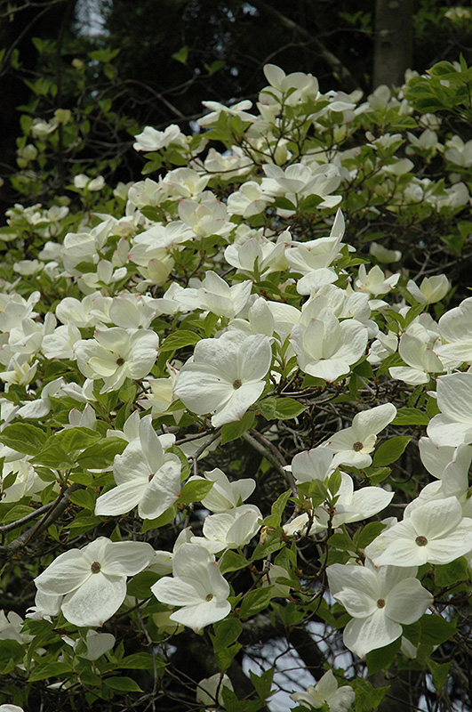 Eddie's White Wonder Flowering Dogwood (Cornus 'Eddie's White Wonder') at Squak Mountain Nursery
