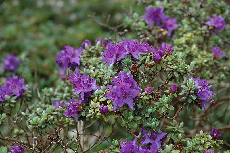 Dwarf Purple Rhododendron (Rhododendron impeditum) in Issaquah Seattle