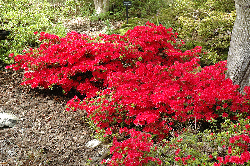 Hino Crimson Azalea (Rhododendron 'Hino Crimson') at Squak Mountain Nursery