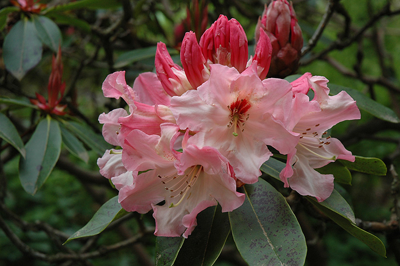 Lem's Cameo Rhododendron (Rhododendron 'Lem's Cameo') in 