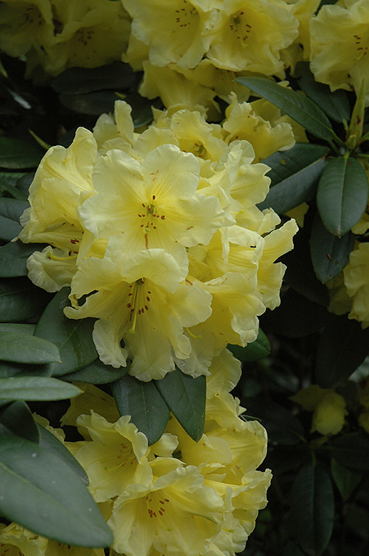Hotei Rhododendron (Rhododendron 'Hotei') at Squak Mountain Nursery