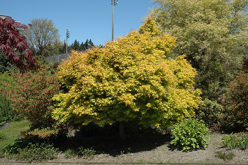 Katsura Japanese Maple (Acer palmatum 'Katsura') at Squak Mountain Nursery