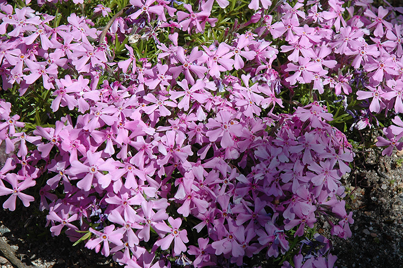 Blue Ridge Woodland Phlox (Phlox stolonifera 'Blue Ridge') in Issaquah ...