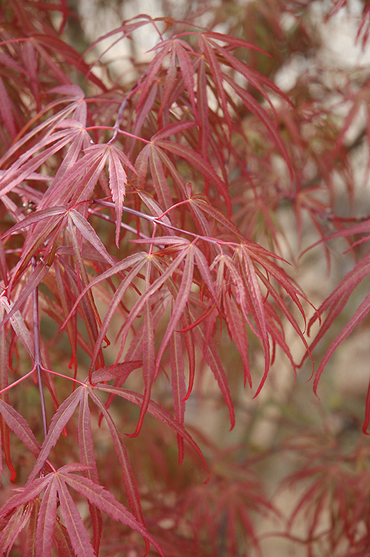 Ribbon-leaf Japanese Maple (Acer palmatum 'Atrolineare') at Squak Mountain Nursery