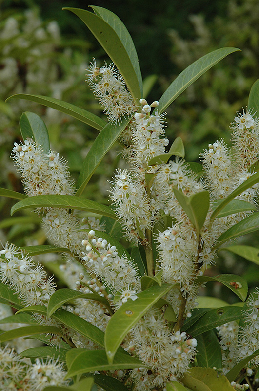 Schipka Cherry Laurel (Prunus laurocerasus 'Schipkaensis') in Issaquah