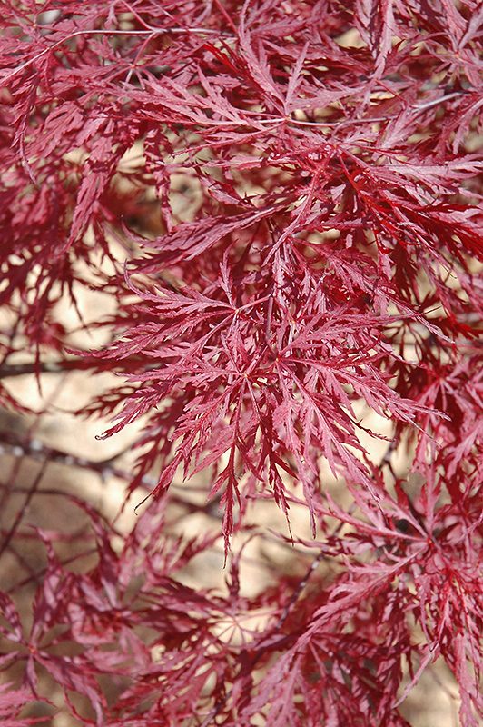 Red Dragon Japanese Maple (Acer palmatum 'Red Dragon') at Squak Mountain Nursery